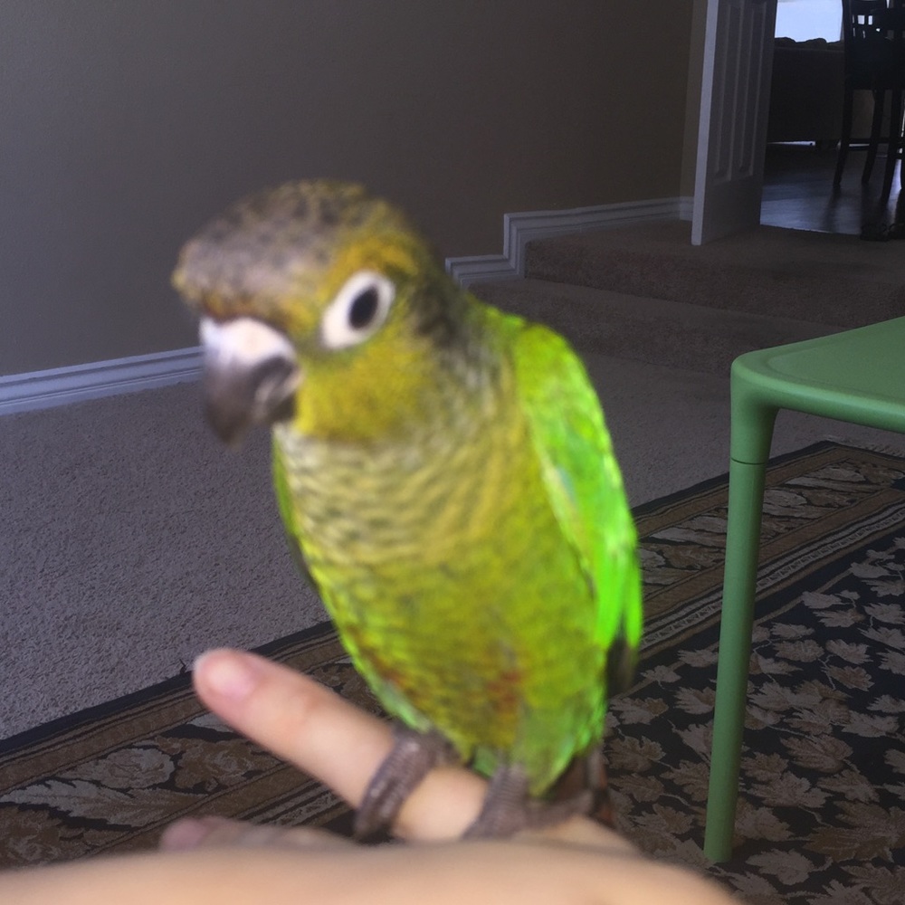 Meet your Posher, Hala